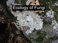 Ecology of Fungi. Many fungi are saprobes – food from decaying organic matter All fungi are heterotrophs.