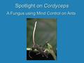 Spotlight on Cordyceps A Fungus using Mind Control on Ants.