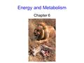 Energy and Metabolism Chapter 6. 2 Flow of Energy Energy: the capacity to do work -kinetic energy: the energy of motion -potential energy: stored energy.