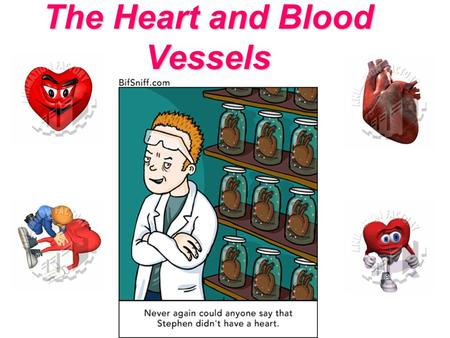 The Heart and Blood Vessels. Lesson objectives By the end of this lesson you should be able to explain: Why there is a requirement for circulatory systems.