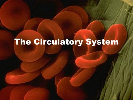 The Circulatory System. Bringing It All Together The role of the circulatory system is basically to connect all of the other systems through transport.