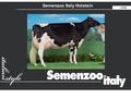 Semenzoo Italy Holstein 2008. HOLSTEIN BREED IN ITALY ( The past ) First holstein cattle has been imported from North America on 1930 Since 1930 to 1980.