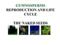 GYMNOSPERMS REPRODUCTION AND LIFE CYCLE THE NAKED SEEDS.