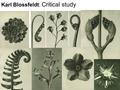 Karl Blossfeldt: Critical study. Connector: What words can you use to describe Blossfeldt’s work below: texture Unusual Black and white detail tone delicate.