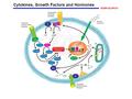 Cytokines, Growth Factors and Hormones SIGMA-ALDRICH.