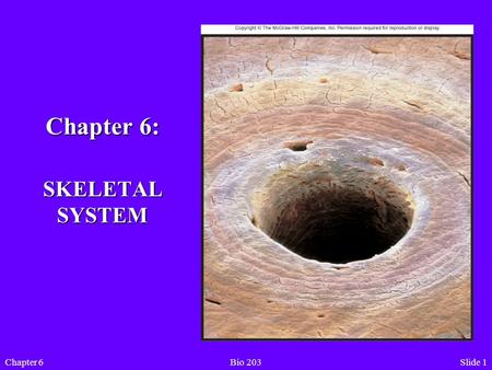 Slide 1Chapter 6Bio 203 Chapter 6: SKELETAL SYSTEM.