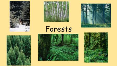 Forests. A Forest is… A habitat that has many trees.