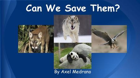 Can We Save Them? By Axel Medrano. Can We Save Them? By Axel Medrano.