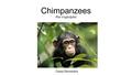 Chimpanzees Pan troglodytes Casey Desrosiers. Basic Information: Description: Chimpanzee faces are pinkish to black, and their bodies are covered with.