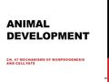 ANIMAL DEVELOPMENT CH. 47 MECHANISMS OF MORPHOGENESIS AND CELL FATE 1.
