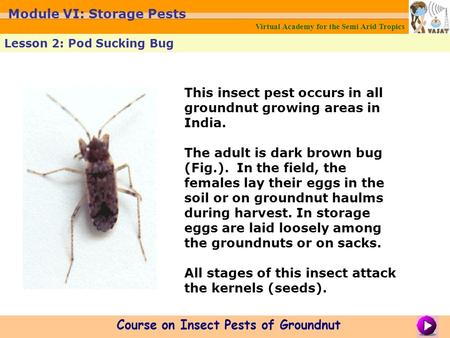 This insect pest occurs in all groundnut growing areas in India. The adult is dark brown bug (Fig.). In the field, the females lay their eggs in the soil.