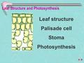 Leaf Structure and Photosynthesis Leaf structure Palisade cell Stoma Photosynthesis.