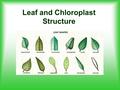 Leaf and Chloroplast Structure. LEAF STRUCTURES: