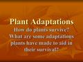 Plant Adaptations How do plants survive? What are some adaptations plants have made to aid in their survival?