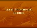 Leaves: Structure and Function. Main Functions 1. Principle sites of photosynthesis 6CO 2 + 6H 2 O 6O 2 + C 6 H 12 O 6 6CO 2 + 6H 2 O 6O 2 + C 6 H 12.