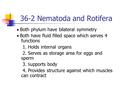 36-2 Nematoda and Rotifera  Both phylum have bilateral symmetry  Both have fluid filled space which serves 4 functions 1. Holds internal organs 2. Serves.