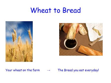Wheat to Bread Your wheat on the farm → The Bread you eat everyday!