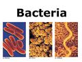Bacteria. Classification Domain Archaea and Kingdom Archaebacteria …No peptidoglycan in cell wall …DNA similar to Eukaryotes …Harsh Environments.