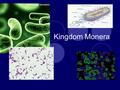Kingdom Monera. Basic Info Are the smallest living cells that can be seen under a microscope. Live in all environments; very diverse habitats. Very diverse.