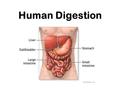 Human Digestion Nutrition Process by which organisms obtain and utilize their food. There are two parts to Nutrition: 1. Ingestion- process of taking.