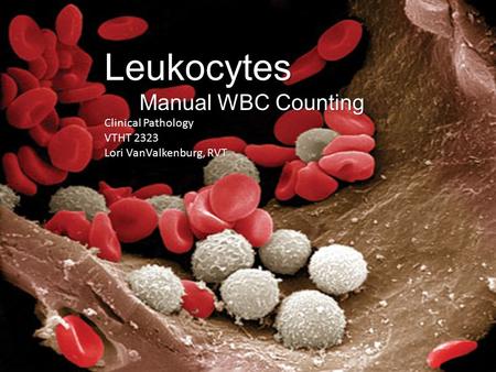 Leukocytes Manual WBC Counting Clinical Pathology VTHT 2323 Lori VanValkenburg, RVT.