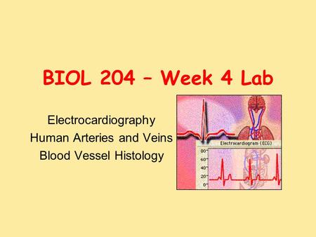 BIOL 204 – Week 4 Lab Electrocardiography Human Arteries and Veins Blood Vessel Histology.