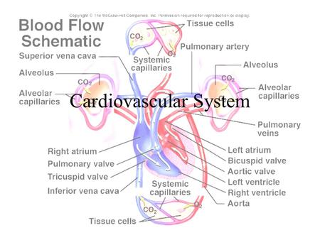 Cardiovascular System. Characteristics of Blood Connective tissue Plasma and cells Transports substances between body cells and the external environment.