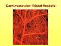 Cardiovascular: Blood Vessels. Vessel Wall Tunica interna = inner lining of simple squamous epithelium called endothelium & minimal loose C.T. layer Tunica.