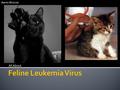 All About Aaron Briscoe. Feline Leukemia Virus or FeLV is caused by a retrovirus. A retrovirus is an RNA virus that uses the enzyme reverse transcriptase.