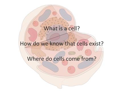 Relative sizes: 1. molecules (1nm). 2. cell membrane thickness (10nm). 3. virus (100nm). 4. bacteria (1um). 5. organelles (less 10um). 6. cells (