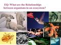 EQ: What are the Relationships between organisms in an ecosystem?.