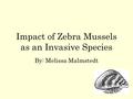 Impact of Zebra Mussels as an Invasive Species By: Melissa Malmstedt.