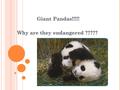 -Pandas weigh about 220-330 pounds -Pandas usually live 14-20 years old in the wild; but in managed care they live up to 30 years old -The average panda.