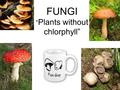 FUNGI “ Plants without chlorphyll”. WHAT MAKES A FUNGUS A FUNGUS??? 1. We seldom see the living parts. 2. Uses branches of tubing to obtain nutrients.