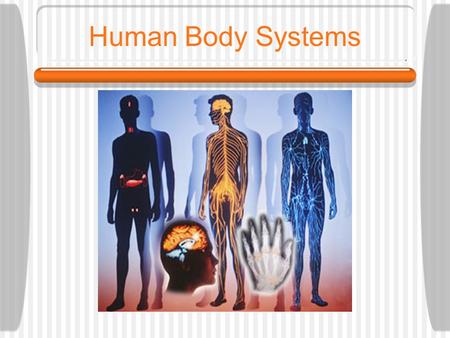 Human Body Systems. What is a system? A group of cells, tissues and organs that work together both physically and chemically to carry out a task.