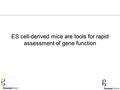 ES cell-derived mice are tools for rapid assessment of gene function.
