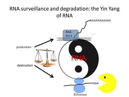RNA surveillance and degradation: the Yin Yang of RNA RNA Pol II AAAAAAAAAAA AAA production destruction RNA Ribosome.