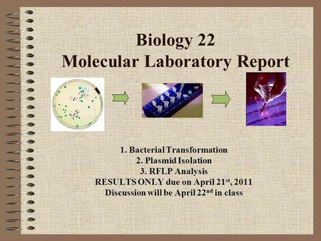 Biology 22 Molecular Laboratory Report 1. Bacterial Transformation 2. Plasmid Isolation 3. RFLP Analysis RESULTS ONLY due on April 21 st, 2011 Discussion.