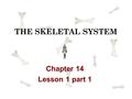 THE SKELETAL SYSTEM Chapter 14 Lesson 1 part 1. How do bones, muscles, and skin help maintain the body’s homeostasis?