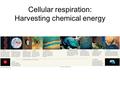 Cellular respiration: Harvesting chemical energy.