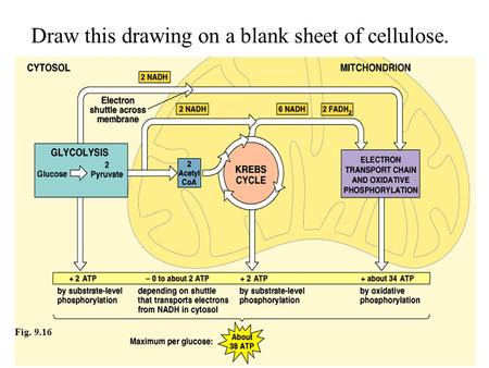 Copyright © 2002 Pearson Education, Inc., publishing as Benjamin Cummings Fig. 9.16 Draw this drawing on a blank sheet of cellulose.