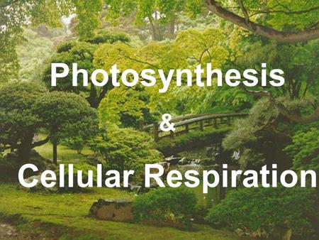 Photosynthesis & Cellular Respiration. Section 9-1: Energy in Living Systems 1.photosynthesis -the process by which plants, algae, and some bacteria use.