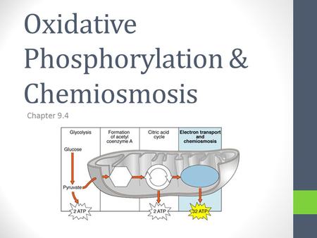 Oxidative Phosphorylation & Chemiosmosis Chapter 9.4.