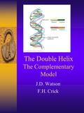The Double Helix The Complementary Model J.D. Watson F.H. Crick.