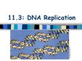 11.3: DNA Replication. Pre-Class Review: DNA stands for: –Deoxyribonucleic Acid DNA is an example of a polymer called: –Nucleic Acid Nucleic Acids are.
