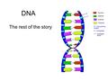 DNA The rest of the story. Discovering the structure of DNA DNA = Deoxyribose nucleic acid Made out of sugars (deoxyribose), phosphates and nitrogen bases.