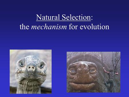 Natural Selection: the mechanism for evolution. Charles Darwin (1809 – 1882) I have called this principle, by which each slight variation, if useful,