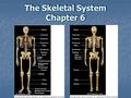 The Skeletal System Chapter 6. The Skeletal System The skeletal system includes:  Bones  Cartilages  Joints (articulations)  Ligaments  Other connective.
