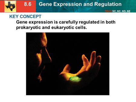 8.6 Gene Expression and Regulation TEKS 5C, 6C, 6D, 6E KEY CONCEPT Gene expression is carefully regulated in both prokaryotic and eukaryotic cells.