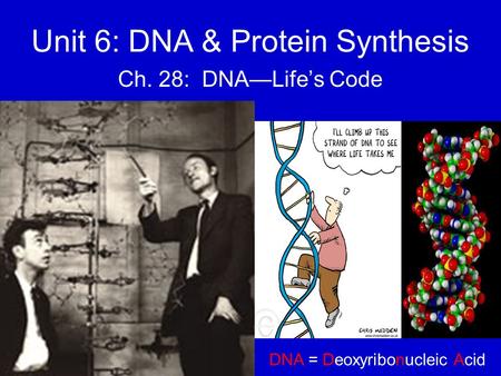 Unit 6: DNA & Protein Synthesis Ch. 28: DNA—Life’s Code DNA = Deoxyribonucleic Acid.